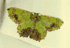 Agathia multiscripta