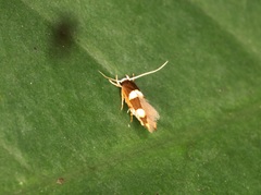 Stathmopoda paradiplaspis