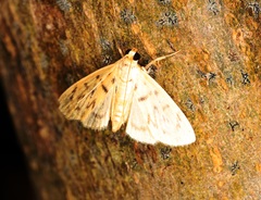 Tabidia obvia