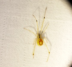 Thwaitesia glabicauda