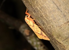 Barsine striata