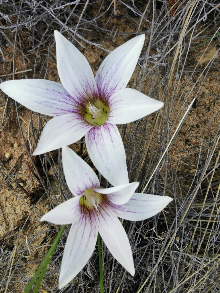 Romulea flexuosa, Cederberg Municipality, South Africa