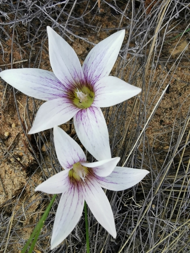 Romulea flexuosa