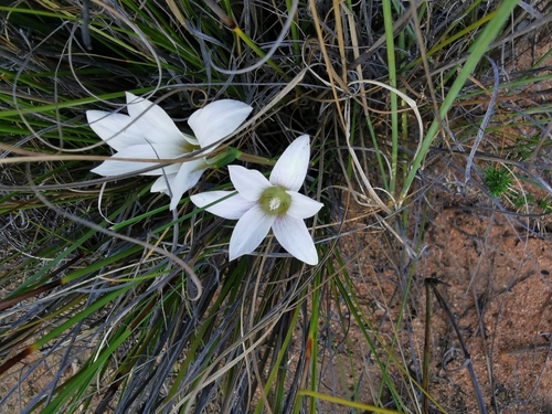 Romulea flexuosa