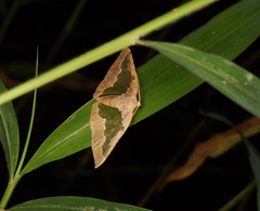 Celenna festivaria