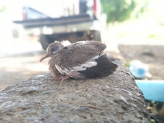 Zenaida asiatica