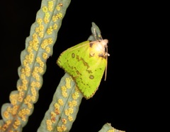 Doloessa viridis