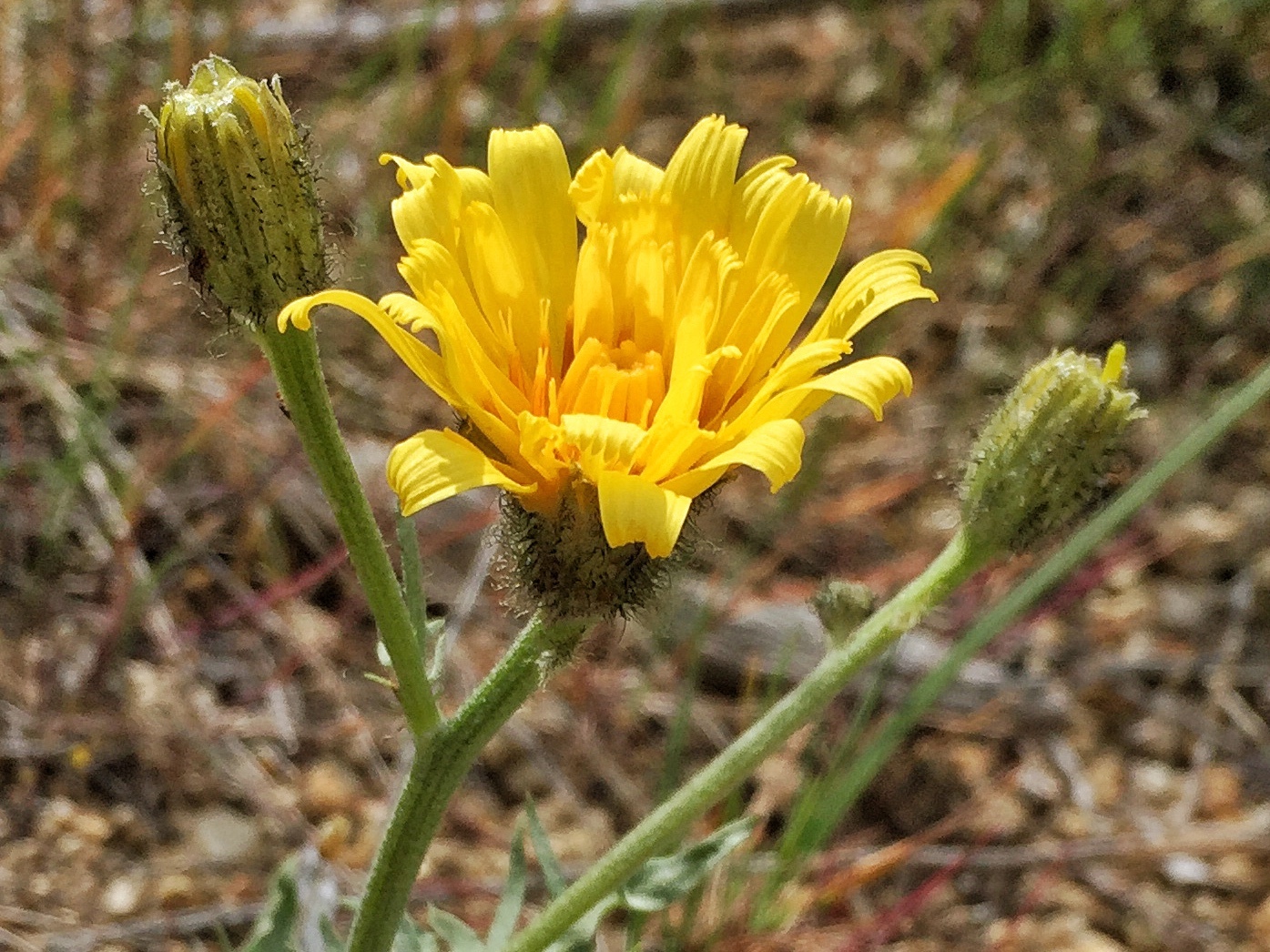Crepis modocensis ssp. modocensis