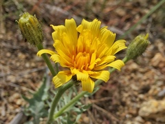 Crepis modocensis modocensis
