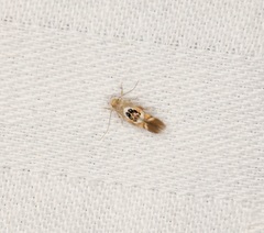 Hieromantis arcuata