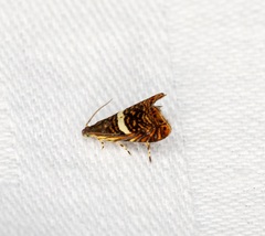 Hilarographa shehkonga