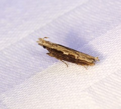 Hypatima spathota
