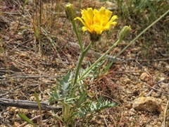 Crepis modocensis modocensis