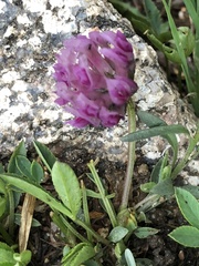Trifolium parryi