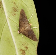 Omiodes tristrialis