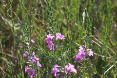Lythrum alatum lanceolatum