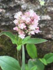 Valeriana acutiloba