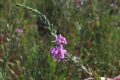 Lythrum alatum lanceolatum