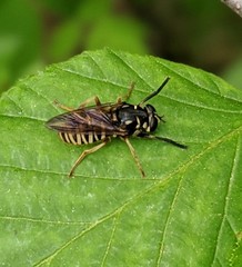 Temnostoma excentrica