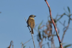 Polystictus pectoralis