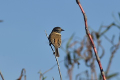 Polystictus pectoralis