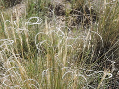 Hesperostipa