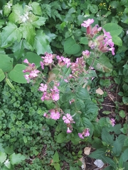 Silene dioica