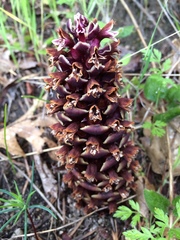 Kopsiopsis strobilacea