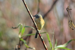 Polystictus pectoralis
