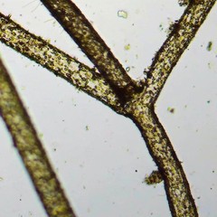 Cladophora rivularis