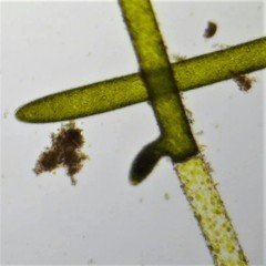 Cladophora rivularis