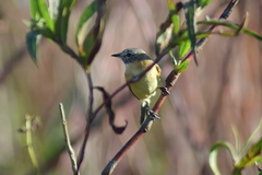 Polystictus pectoralis