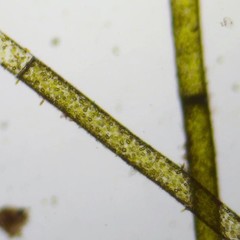 Cladophora rivularis
