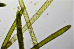 Cladophora rivularis