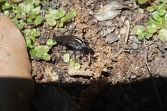 Thereva albovittata
