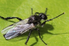 Bibio albipennis
