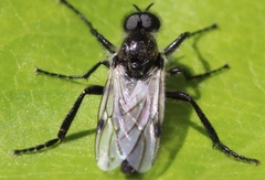 Bibio albipennis