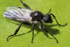 Bibio albipennis
