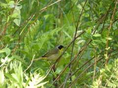 Geothlypis trichas image
