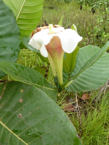 Gardenia imperialis