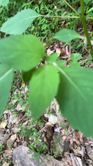 Impatiens pallida