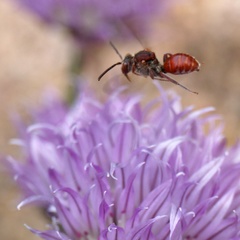 Nomada articulata