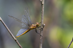 Libellula luctuosa