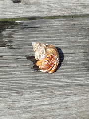 Pagurus acadianus
