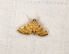 Lamprosema tampiusalis