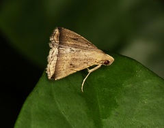 Lysimelia lucida