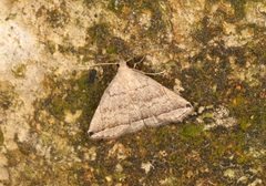 Lysimelia neleusalis