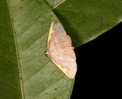 Nothomiza flavicosta