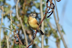 Polystictus pectoralis