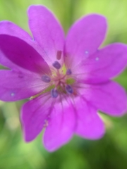 Geranium